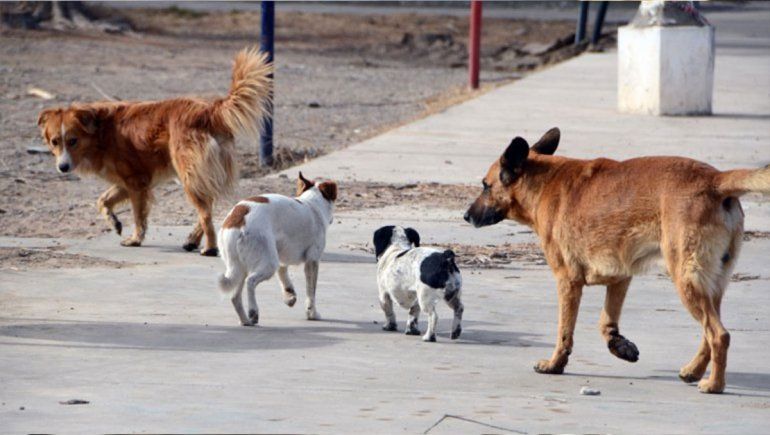 Cuatro perros fueron envenenados y los vecinos lo relacionan a la creciente inseguridad