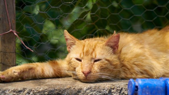 La hidratación y los espacios frescos se vuelven claves para el bienestar de los gatos durante el verano.