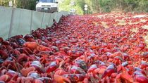 impactantes imagenes: millones de cangrejos invaden rutas y caminos impactantes imagenes: millones de cangrejos invaden rutas y caminos