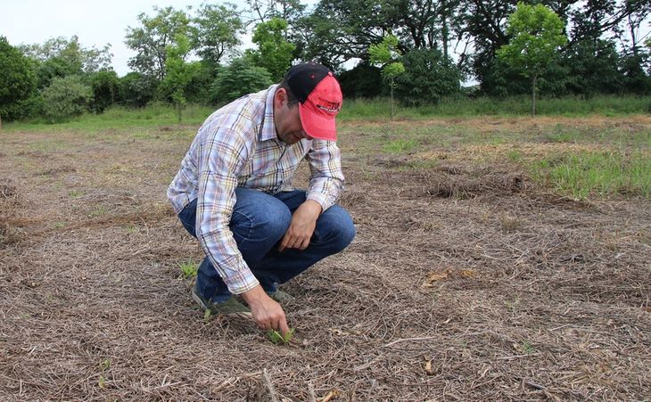 Actualmente, el grupo está trabajando en distintos proyectos vinculados con el pasto horqueta, con el objetivo de lograr mayor resistencia al pastoreo y mejores crecimientos en la temporada invernal. FOTO: CONICET Nordeste Actualmente, el grupo está trabajando en distintos proyectos vinculados con el pasto horqueta, con el objetivo de lograr mayor resistencia al pastoreo y mejores crecimientos en la temporada invernal. FOTO: CONICET Nordeste