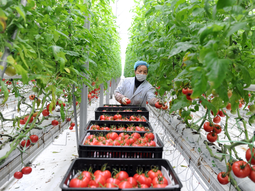 Mega estructuras automatizadas permiten cosechar todo el año, incluso en desiertos, con un ahorro de agua sin precedentes.