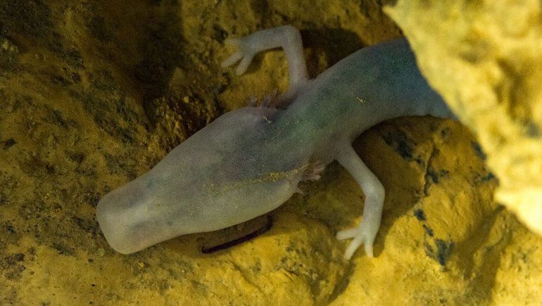 Una salamandra extraña lleva 2570 días sin moverse