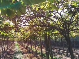 Experiencia de una plantación de kiwi en parral en Alto Valle. Experiencia de una plantación de kiwi en parral en Alto Valle.