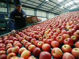 La cosecha efectiva de manzana quedó unas 50.000 toneladas por debajo de la del año pasado. La cosecha efectiva de manzana quedó unas 50.000 toneladas por debajo de la del año pasado.