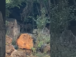 ¡inedito!: un puma se mostro dando un paseo en un camping de la cordillera ¡inedito!: un puma se mostro dando un paseo en un camping de la cordillera