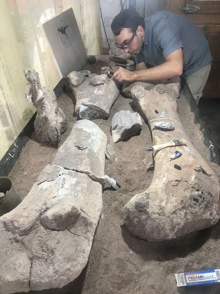 Mattew Porter trabaja en el Departamento de Ciencias del Museo de Historia Natural de Londres.