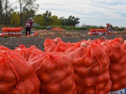Las exportaciones de cebollas volvieron a mostrar un fuerte crecimiento. Las exportaciones de cebollas volvieron a mostrar un fuerte crecimiento.