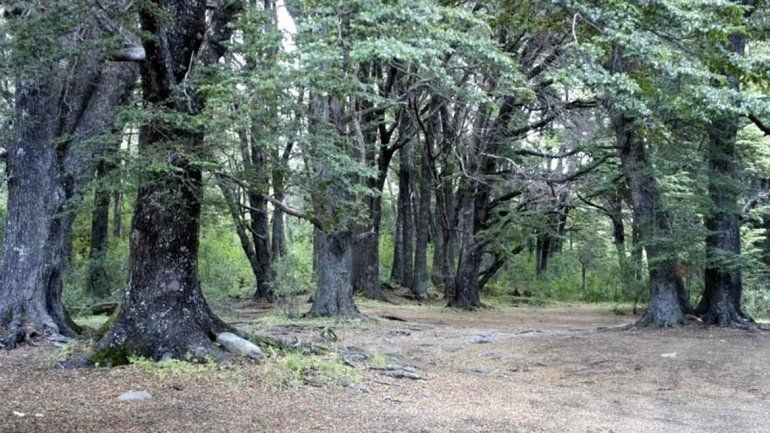 Bosque en el Parque Nahuel Huapi