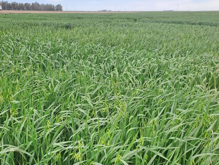 También se firmó un acuerdo público-privado entre el INTA, el MDA y Aveno. Foto: INTA También se firmó un acuerdo público-privado entre el INTA, el MDA y Aveno. Foto: INTA