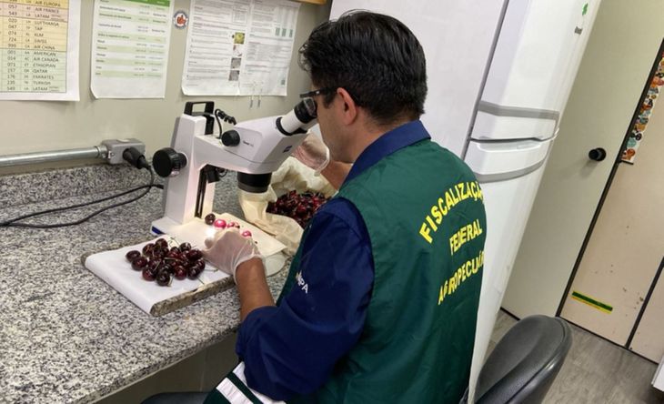 El SAG asegur&oacute; que el hallazgo de Brevipalpus chilensis en un cargamento puntual no afecta los env&iacute;os, que contin&uacute;an bajo los protocolos fitosanitarios habituales.