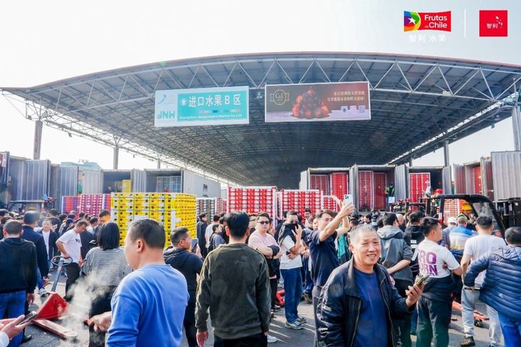 El nivel de dependencia que tiene con China la oferta exportable de cerezas de Chile, es verdaderamente preocupante. El nivel de dependencia que tiene con China la oferta exportable de cerezas de Chile, es verdaderamente preocupante.