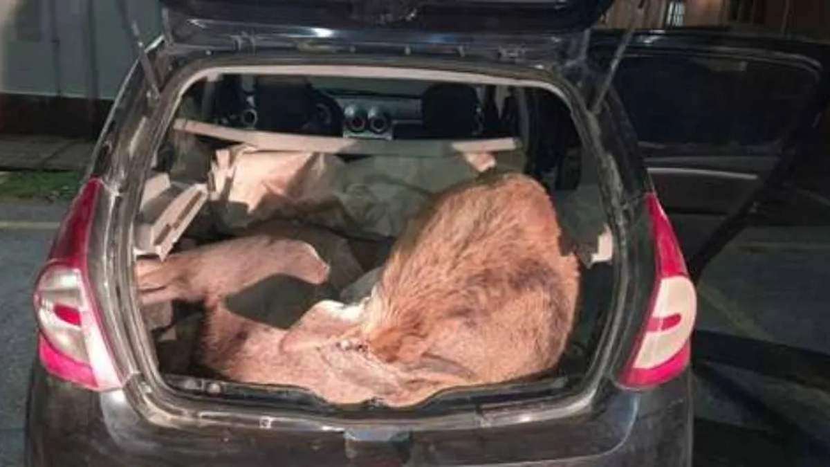 Los atraparon con ciervos colorados ocultos en el baúl del auto thumbnail