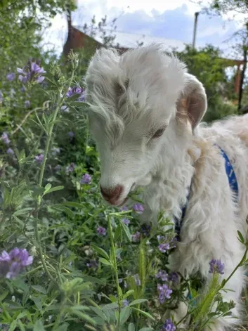 Milton, el chivito rescatado en China Muerta. Milton, el chivito rescatado en China Muerta.
