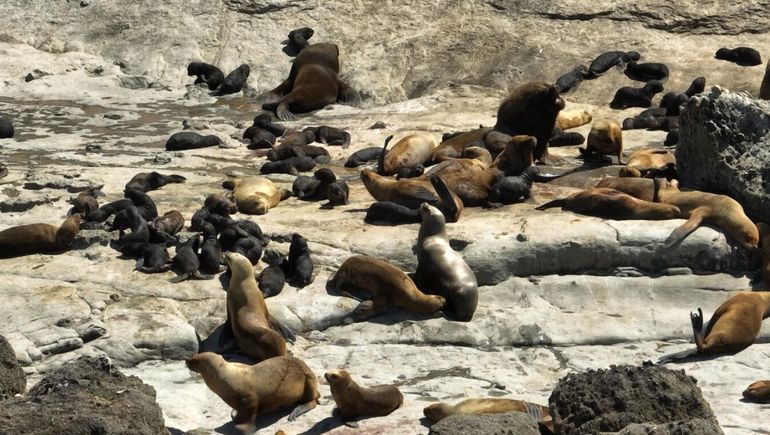 Lobos marinos en Punta Marqués