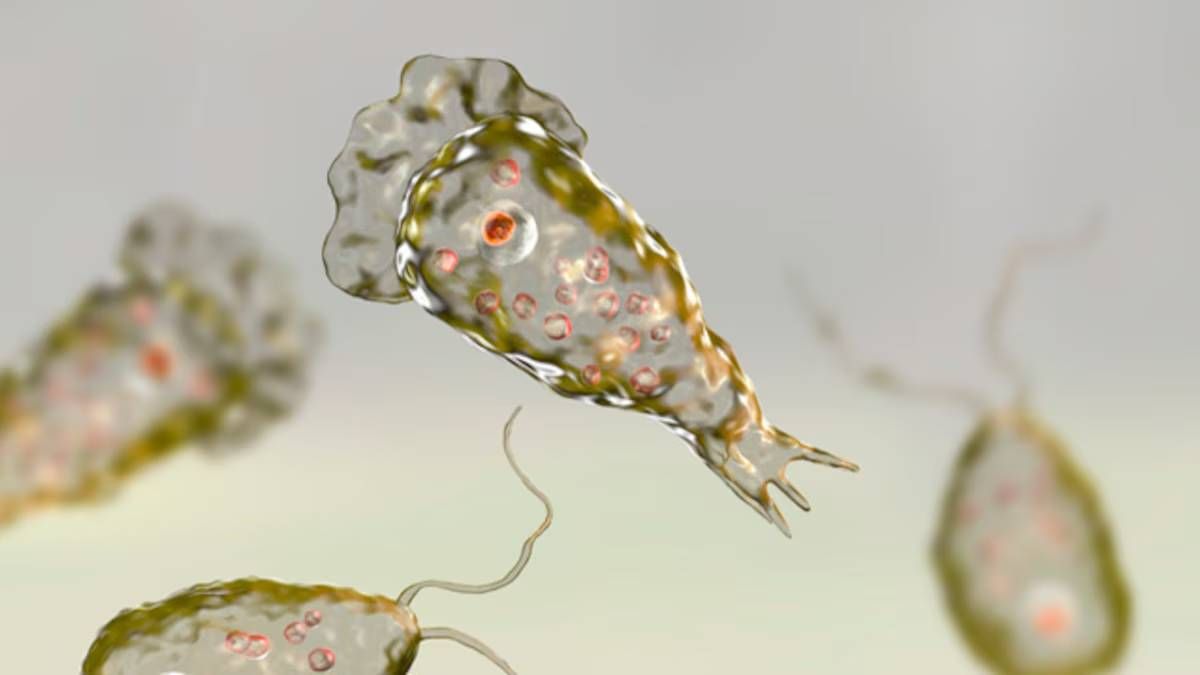 La ameba Naegleria fowleri, conocida como “come cerebros”, puede causar una infección grave que afecta el sistema nervioso central.