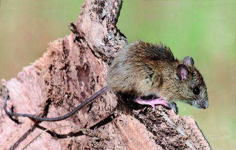 La cepa del hantavirus de la cordillera tiene poder letal en algunos casos.