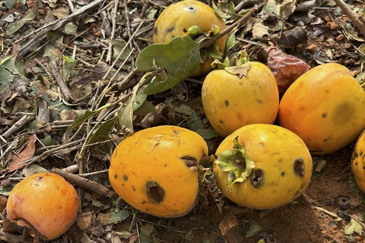 El fenómeno daña 20.000 hectáreas de cultivo con un potencial productivo de 159 millones. Foto: EfeAgro. El fenómeno daña 20.000 hectáreas de cultivo con un potencial productivo de 159 millones. Foto: EfeAgro.