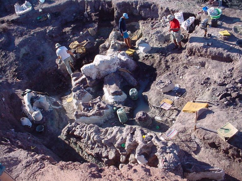 Las tareas de excavación de comienzos del 2002 en la que participaron especialistas argentinos, brasileños e italianos para rescatar al saurópodo gigante más completo del mundo. 