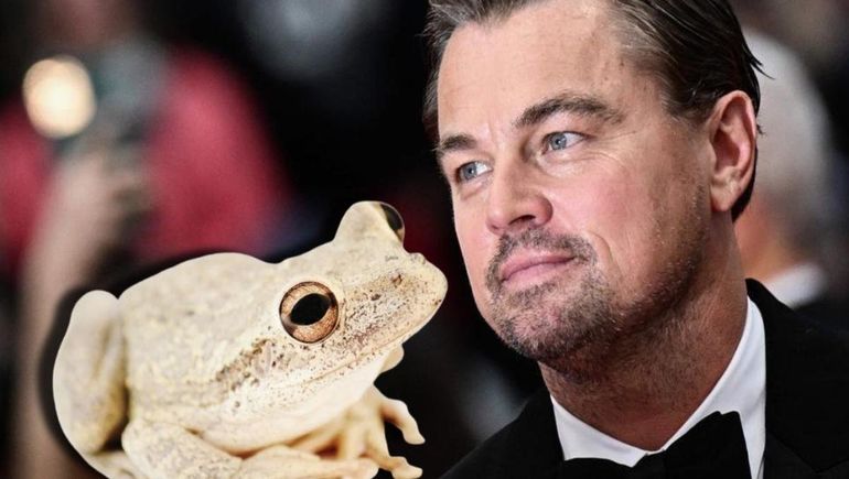 Phyllonastes dicaprioi: descubren la rana Leonardo DiCaprio