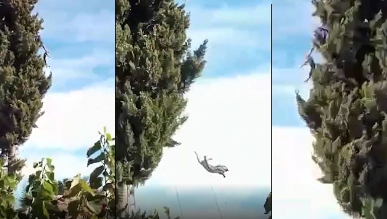 Rescataron a un gato que estuvo cuatro días arriba de un árbol