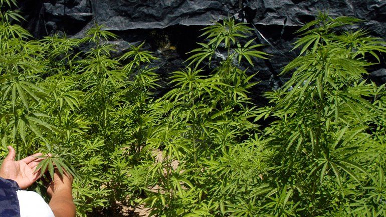 Las plantas de cannabis sativa medían hasta 1