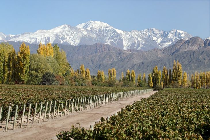 Mendoza, tierra de Malbec. Mendoza, tierra de Malbec.