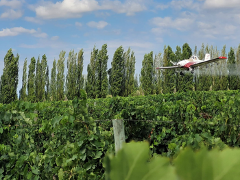 Con una inversión de 10 millones de dólares y el beneficio directo a 9.000 productores, Mendoza consolida su modelo de sanidad vegetal como uno de los más ambiciosos a escala global. Foto: Prensa gobierno de Mendoza