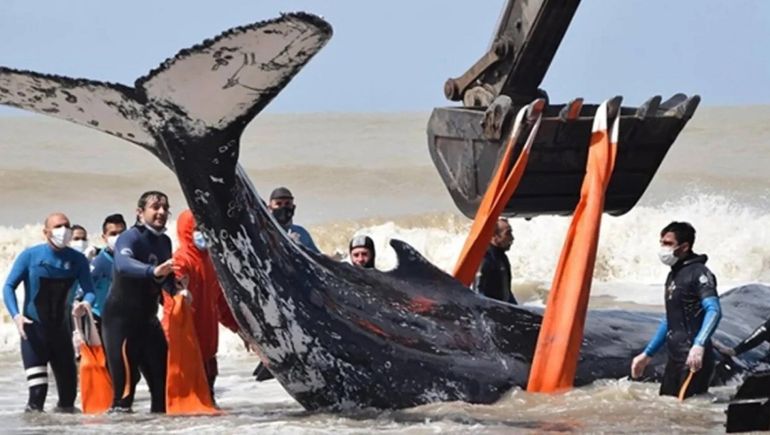 Aparecen ballenas muertas en Península Valdés