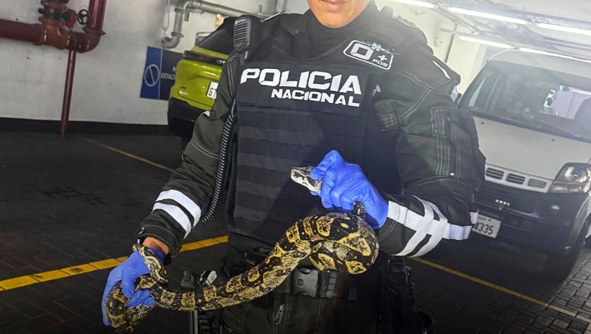 Sorpresa en un shopping de Ecuador: rescatan una boa escondida en la rueda de un automóvil