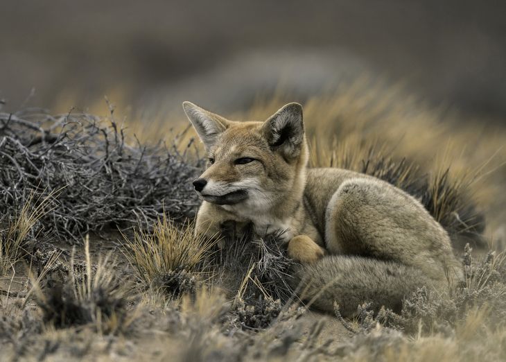 El zorro de la Patagonia consume principalmente liebres, conejos, chinchillas y reptiles. También puede predar sobre el ganado menor.