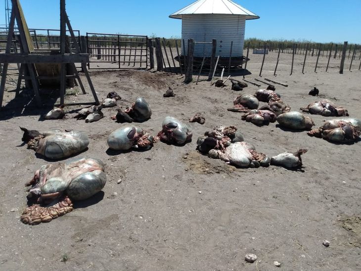 El reciente robo y faena de 19 vacunos en Choele Choel, encendió la alarma en el sector. El reciente robo y faena de 19 vacunos en Choele Choel, encendió la alarma en el sector.