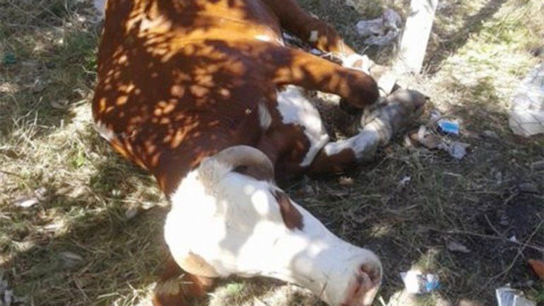 El toro cuando se detuvo a descansar de su corrida. Luego fue neutralizado por un vecino. Casi provoca una tragedia.