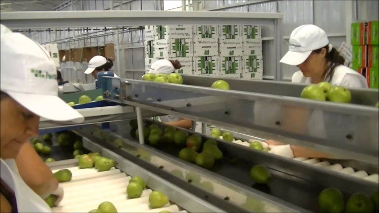 Se produjeron más de 300 despidos en empresas frutícolas