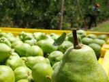 ¿Cuánta de esta pera de calidad está llegando verdaderamente al mercado en fresco?