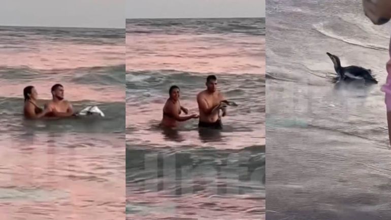 La foto con el pingüino desató indignación en las redes sociales.