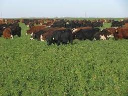 Virginia Mazzuca: “el pastoreo planificado con manejo hístico apunta a mejorar todo el ambiente del sistema ganadero pastoril” Virginia Mazzuca: “el pastoreo planificado con manejo hístico apunta a mejorar todo el ambiente del sistema ganadero pastoril”