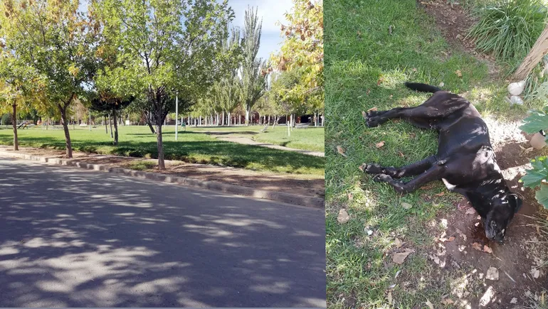 Perros envenenados: la decisión más dolorosa y el rumor de nuevos casos