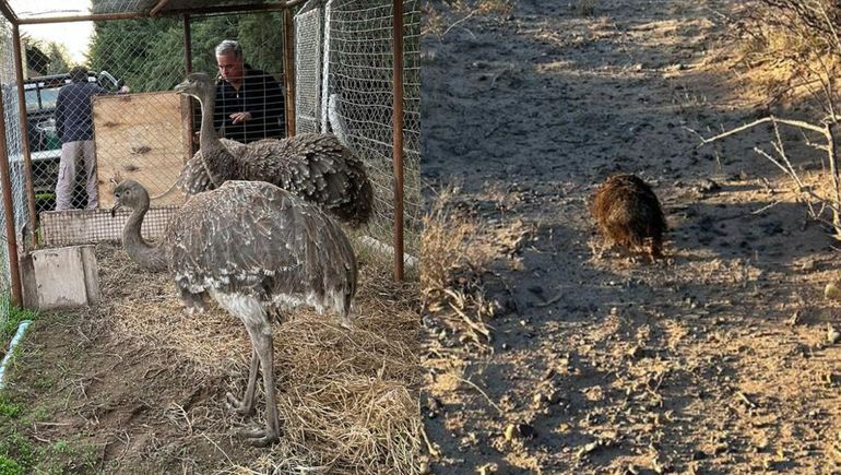 Video: allanamiento y rescate de fauna silvestre en Cutral Co