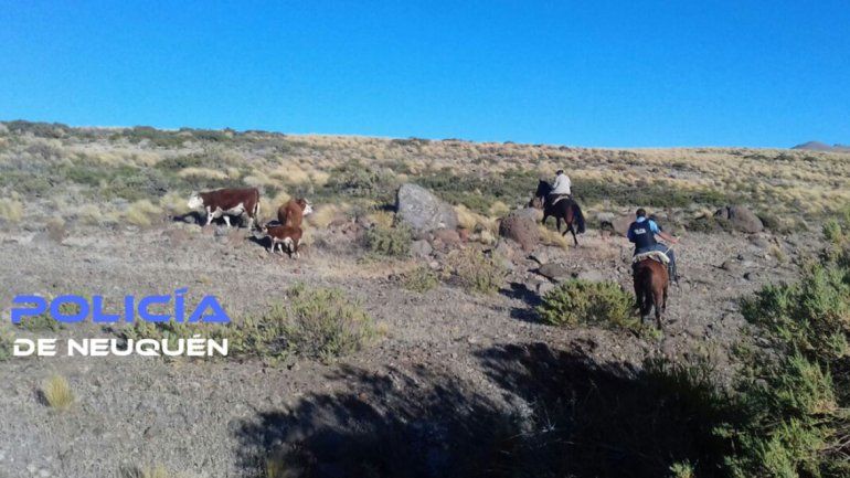 Le robaron tres vacas en Cutral Co y las encontraron en Pino Hachado