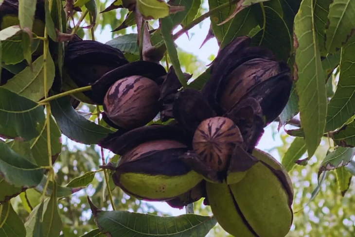 Ensayo INTA Marcos Juárez: Pawnee, Desirable y Sumne adaptadas al clima cordobés. Ensayo INTA Marcos Juárez: Pawnee, Desirable y Sumne adaptadas al clima cordobés.