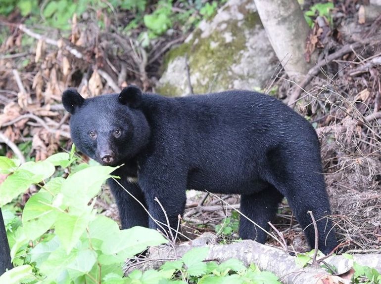 Japón: solicitan ayuda militar para hacerle frente a una ola de ataques de osos Japón: solicitan ayuda militar para hacerle frente a una ola de ataques de osos
