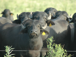 Los búfalos en Argentina son una alternativa ganadera que se ha desarrollado en las últimas décadas. Los búfalos en Argentina son una alternativa ganadera que se ha desarrollado en las últimas décadas.