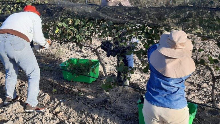 Las emprendedoras trabajan en un viñedo de 4