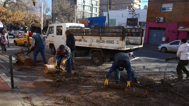 Personal del Municipio retira los restos de un árbol que cayó en el centro.