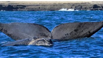 Los operadores de Puerto Pirámides esperan que los dos fines de semana largos seguidos de junio alienten la llegada de visitantes para hacer avistaje de ballenas. Los operadores de Puerto Pirámides esperan que los dos fines de semana largos seguidos de junio alienten la llegada de visitantes para hacer avistaje de ballenas.