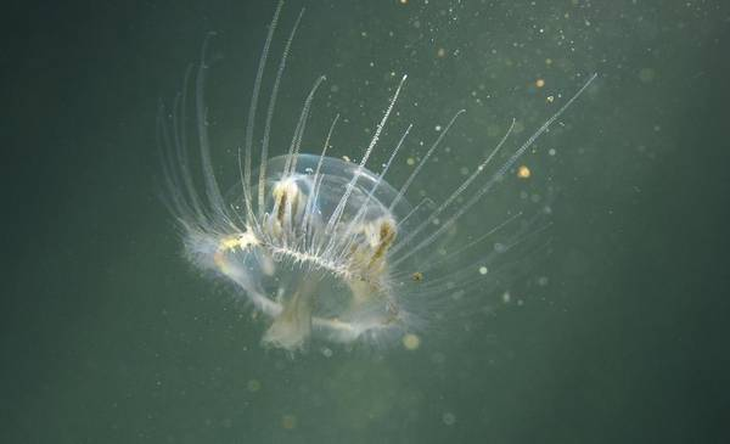 Craspedacusta sowerbii compite con larvas de peces por el zooplancton, base de la cadena trófica. Craspedacusta sowerbii compite con larvas de peces por el zooplancton, base de la cadena trófica.