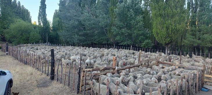 Oro blanco: Una oveja con buena genética produce hasta 5 kilos de lana de exportación. Oro blanco: Una oveja con buena genética produce hasta 5 kilos de lana de exportación.