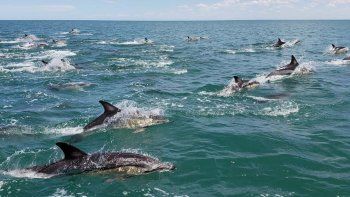 Los delfines pueden verse desde la costa o en excursiones. Los delfines pueden verse desde la costa o en excursiones.