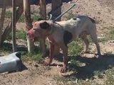 Horror en la meseta con un pitbull que ya mató a varios perros: el video viral