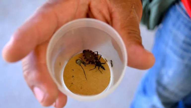 Con la ola de calor, aparecen animales e insectos peligrosos: qué hacer